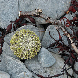 Urchin and Kelp on Rocks by Nancy Gleason