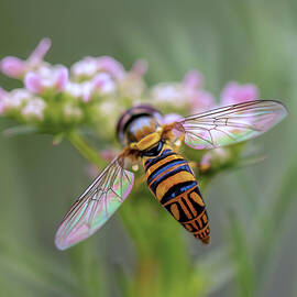 The Aerodynamic Hoverer by Joe Schofield