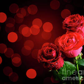 Valentine Roses by Jelena Jovanovic