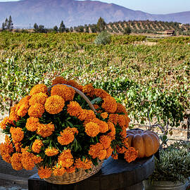 Valley Marigolds