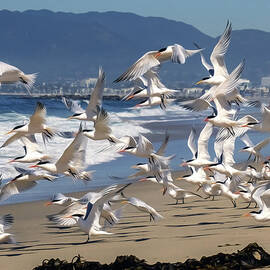 Vamanos by Joe Schofield