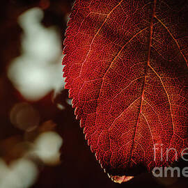 Veins of the Season by Dodie Ross