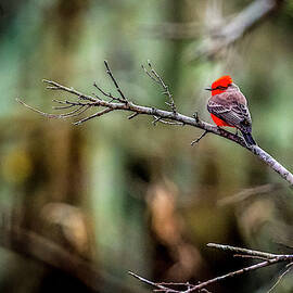 Vermillion Flycatcher at Brazos Bend by David Morefield