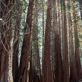 Very Tall Trees by Alison Frank