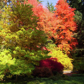 Vibrant Autumn Foliage in Forest by Barbara Siegel