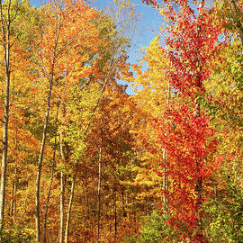 Vibrant Autumn Forest Path Lima Ohio by Dan Sproul