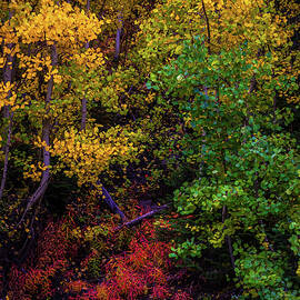 Vibrant Autumn by Kevin Schwalbe