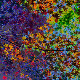 Vibrant Autumn Leaves Under Sunlight by Bruce Block