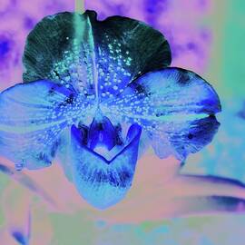 Vibrant Blue Orchid by Bruce Block