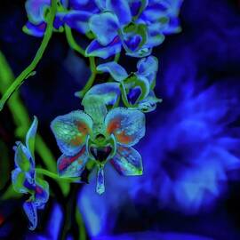 Vibrant Blue Orchids by Bruce Block