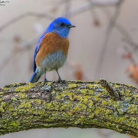 Vibrant Bluebird on Mossy Branch by Joe Fisher
