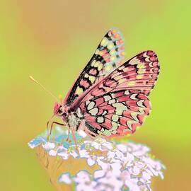 Vibrant Butterfly on Bloom by Bruce Block