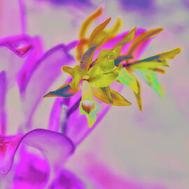 Vibrant Butterfly Orchid by Bruce Block