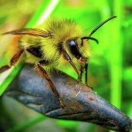 Vibrant Close-up of a Bumblebee by Bruce Block
