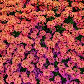 Vibrant Cluster of Pink Flowers by Bruce Block