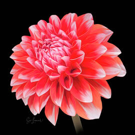 Vibrant digitally painted Dahlia on Black Background by Sue Leonard