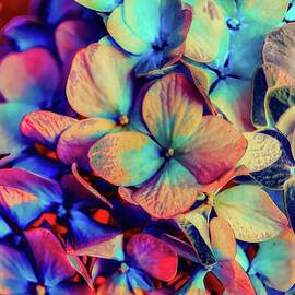 Vibrant Hydrangea  Explosion by Bruce Block