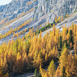 Vibrant Larch Trees and Rocky Mountains by Elvira Peretsman