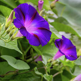 Vibrant Morning Glories  by Shirley Mitchell
