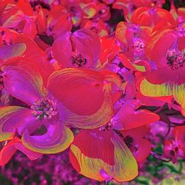 Vibrant Neon Dogwood Blossoms by Bruce Block