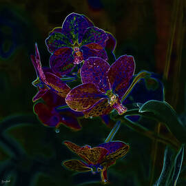 Vibrant Neon Orchids by Bruce Block