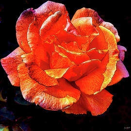 Vibrant Orange Rose Blossom by Bruce Block