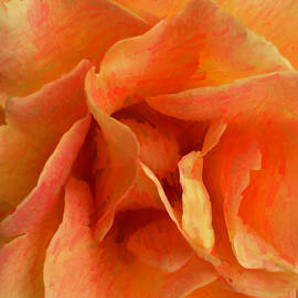 Vibrant Orange Rose Close-Up by Barbara Siegel