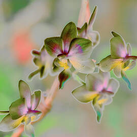 Vibrant Orchid Blooms by Bruce Block