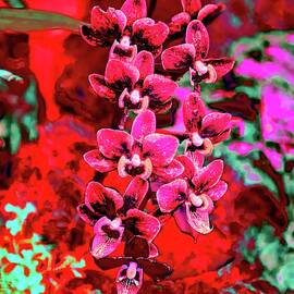 Vibrant Orchids on Display by Bruce Block