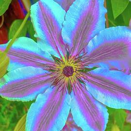 Vibrant Pink and Blue Flower by Bruce Block