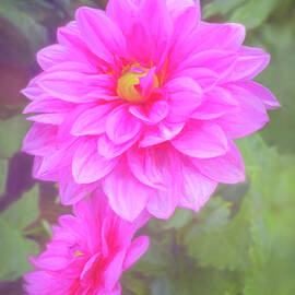 Vibrant Pink Dahlia Blossom by Sue Leonard