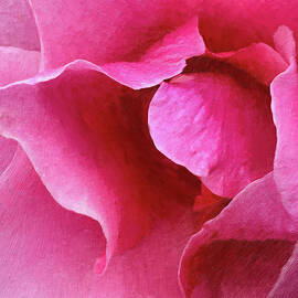 Vibrant Pink Rose Petals by Barbara Siegel