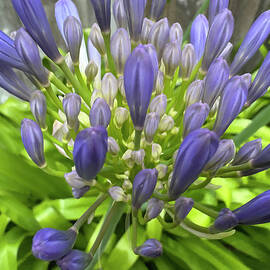 Vibrant Purple Agapanthus Blooms by Barbara Siegel