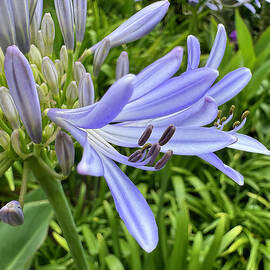 Vibrant Purple Agapanthus Flower by Barbara Siegel