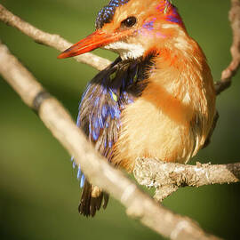 Vibrant Pygmy Kingfisher in Kenya by Natural Focal Point Photography