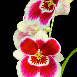 Vibrant Red and White Orchids by Michael Collins