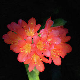 Vibrant Red Clivia Blooms by Barbara Siegel