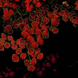 Vibrant Red Leaves in Darkness by Bruce Block
