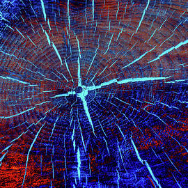 Vibrant Tree Rings by Bruce Block