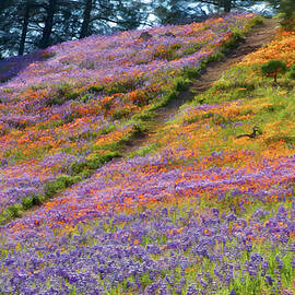 Vibrant Wildflower Hillside by Barbara Siegel