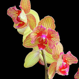Vibrant Yellow and Pink Orchids by Michael Collins