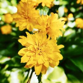 Vibrant Yellow Flowers in Focus by Travel Essayist