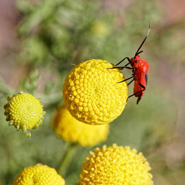 Villains - Black Banded Mirid and Globe Chamomile, Surprise AZ by KJ Swan