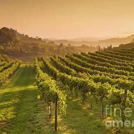 Vineyards at sunrise, Tuscan, Italy by Neale And Judith Clark