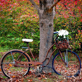 Vintage Bike against Tree by Olivier Le Queinec