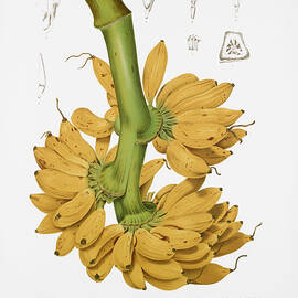 Vintage botanical illustrations - Banana by Madame Berthe Hoola van Nooten