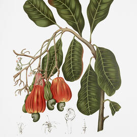 Vintage botanical illustrations - Cashew tree by Madame Berthe Hoola van Nooten