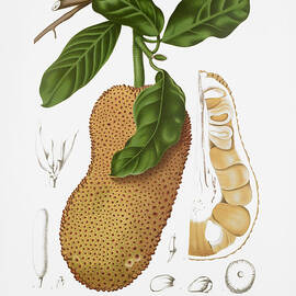 Vintage botanical illustrations - Chempedak tree by Madame Berthe Hoola van Nooten