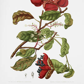 Vintage botanical illustrations - Chinese chestnut by Madame Berthe Hoola van Nooten