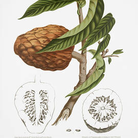 Vintage botanical illustrations - Custard apple by Madame Berthe Hoola van Nooten